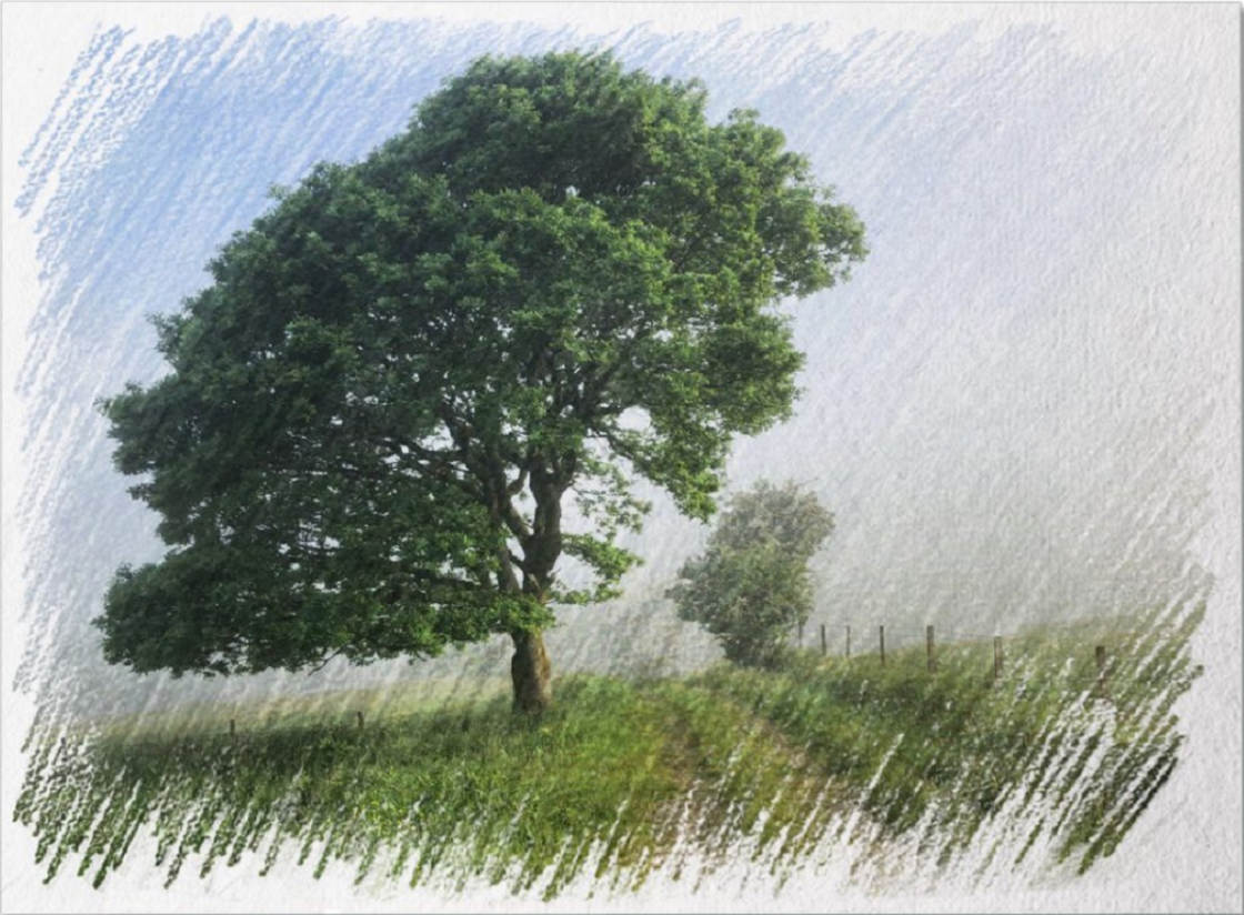 Apps That Turn Photos Into Drawings no script