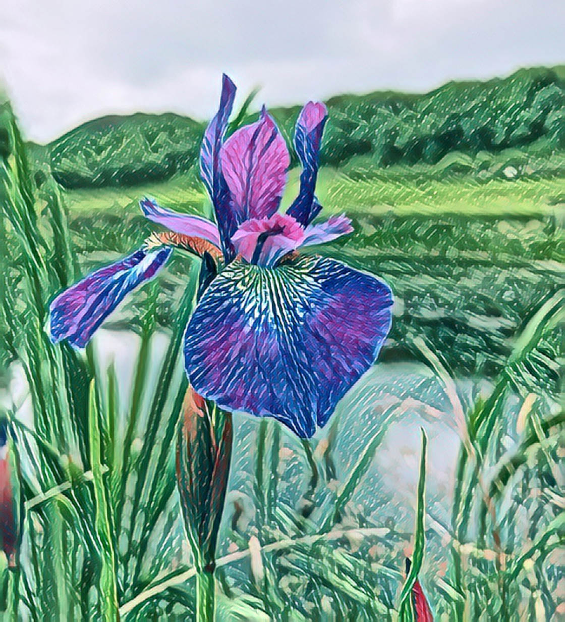 Apps That Turn Photos Into Drawings no script