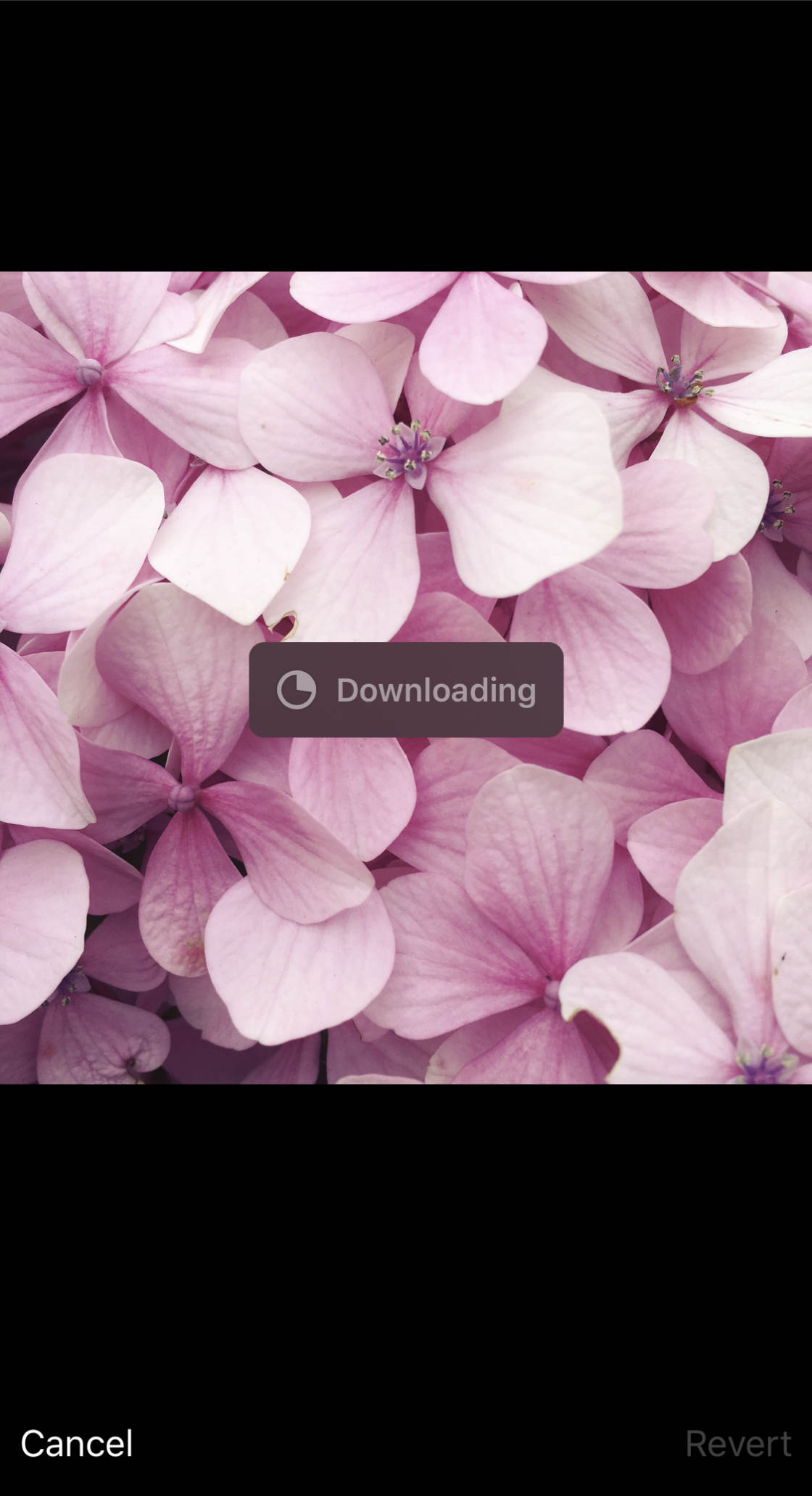 download photos from icloud no script