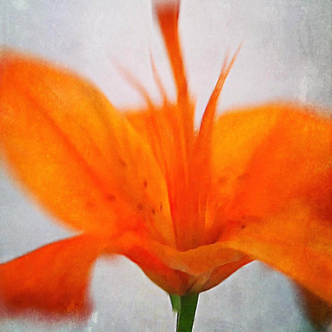 Floral Blur iPhone Photos 2