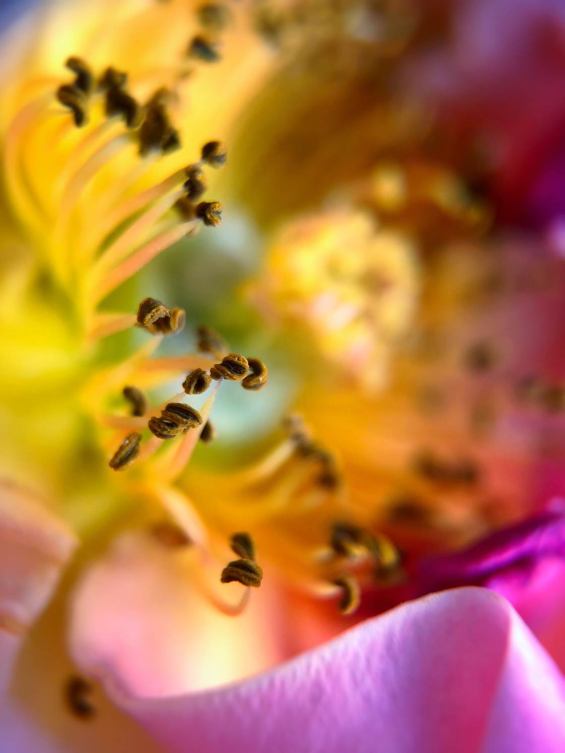 flower macro photography no script