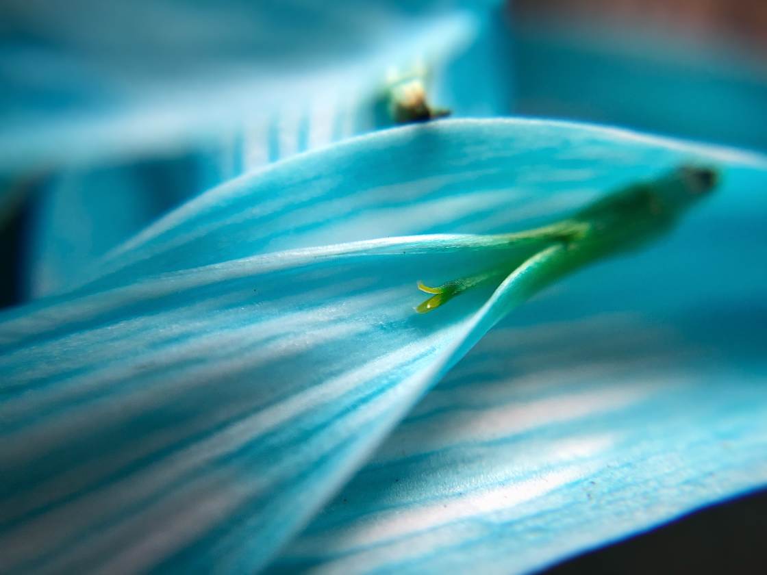 flower macro photography no script