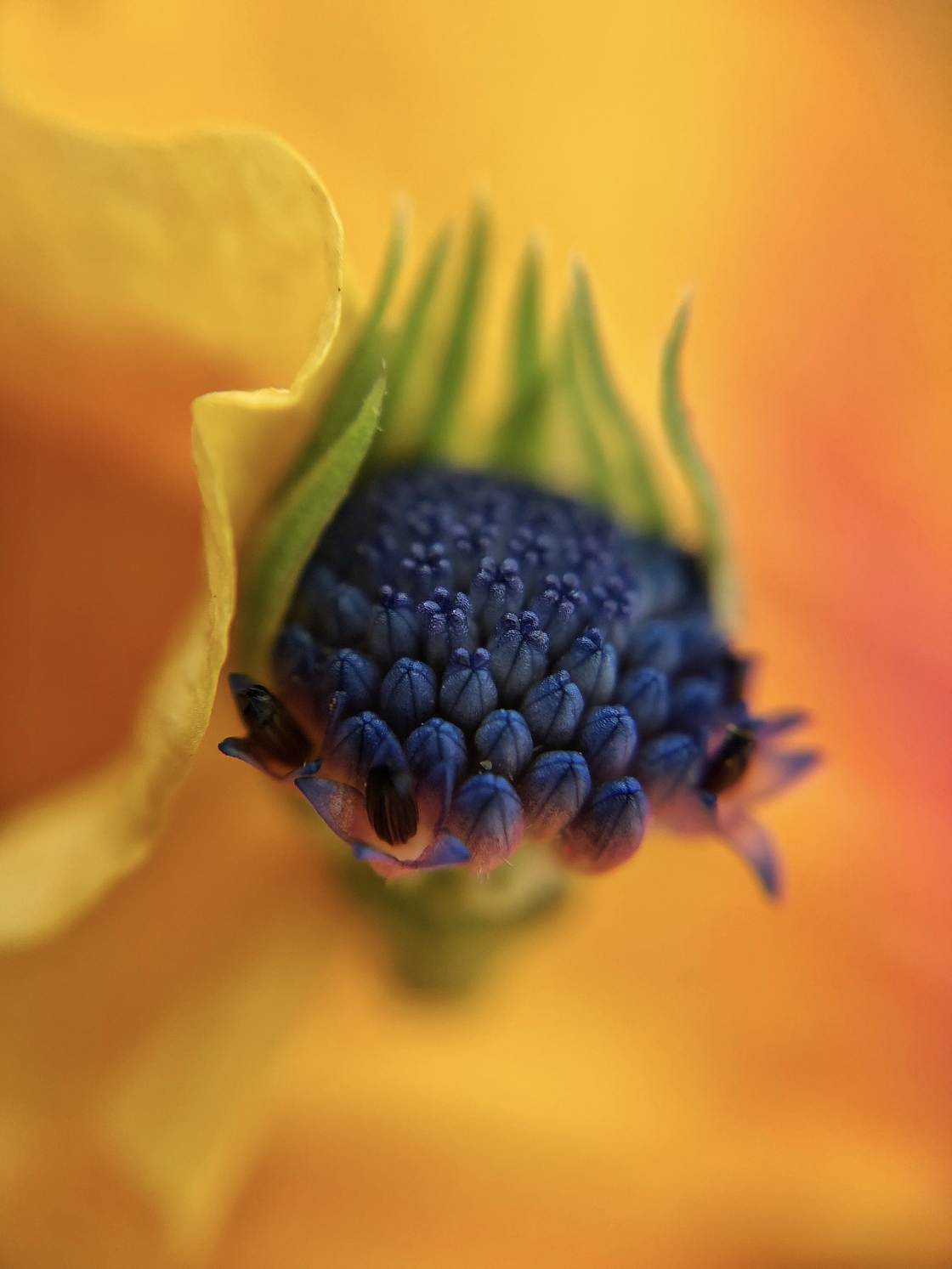 flower macro photography no script