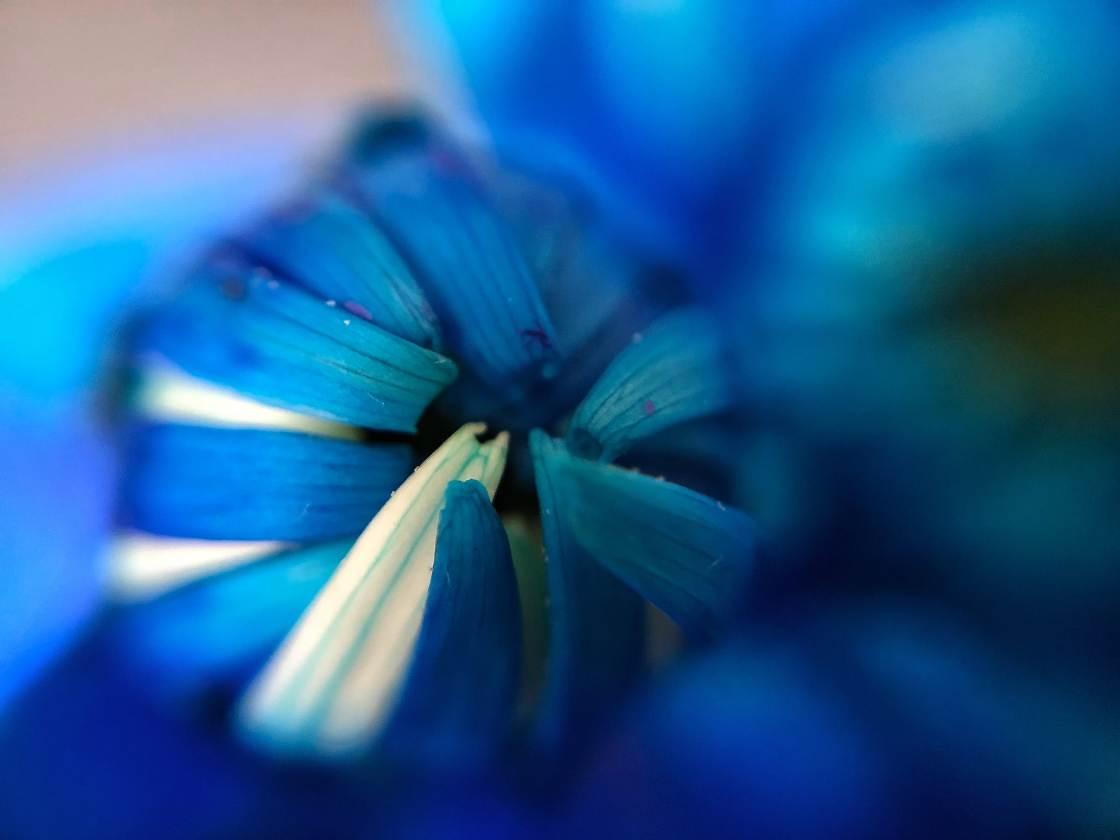 flower macro photography no script