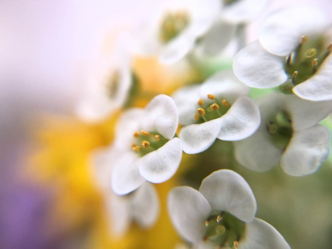 flower macro photography no script
