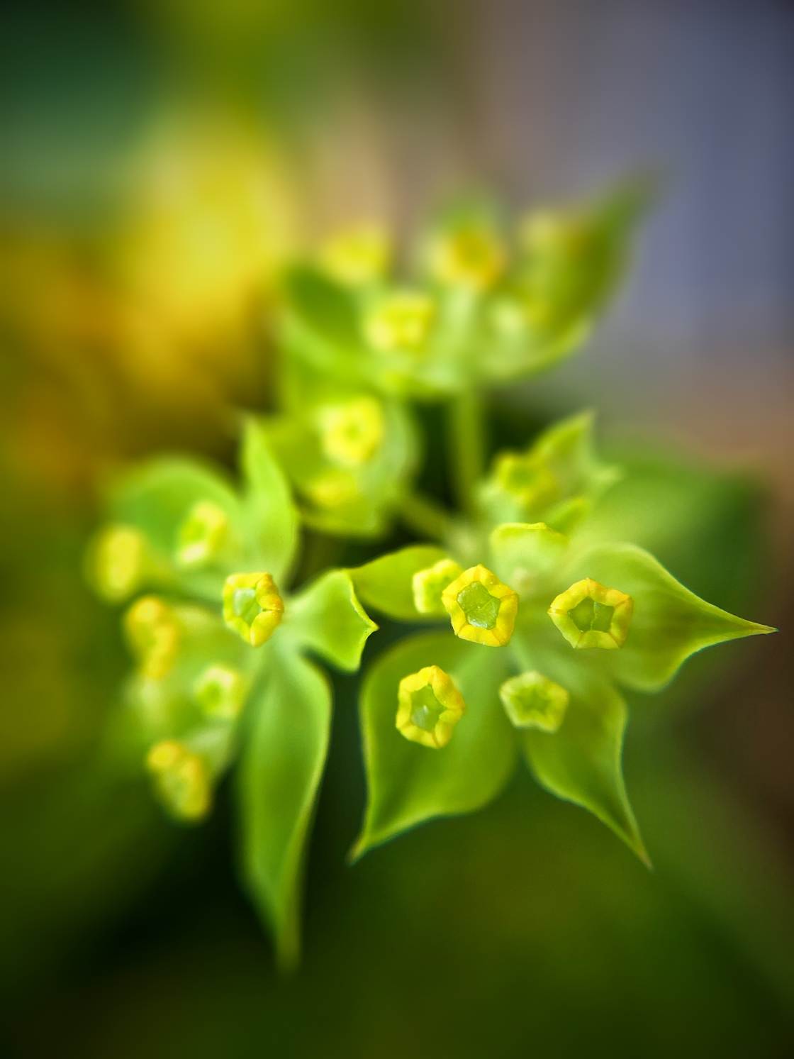flower macro photography no script