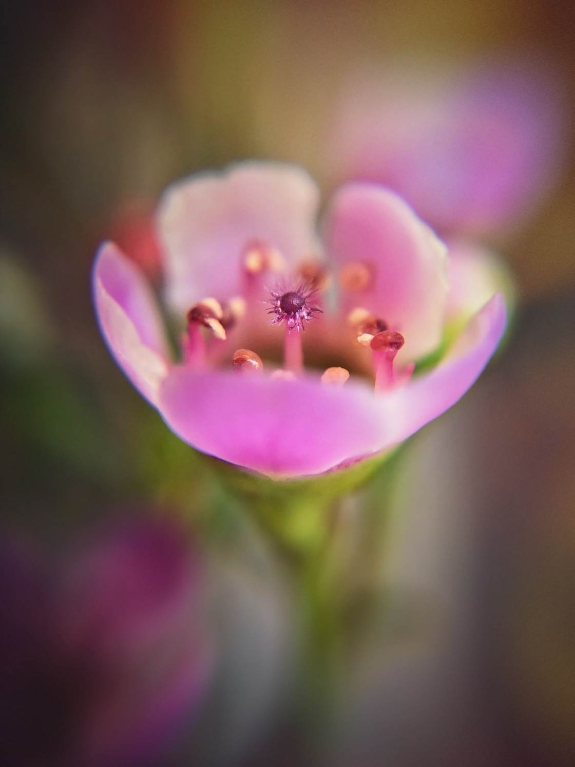 flower macro photography no script