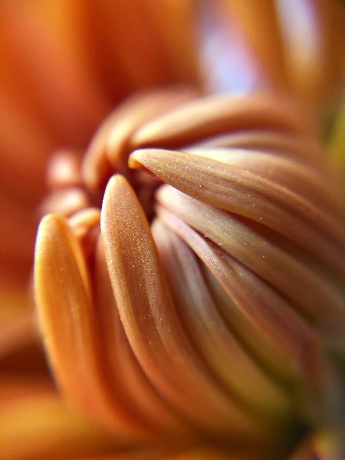 flower macro photography no script