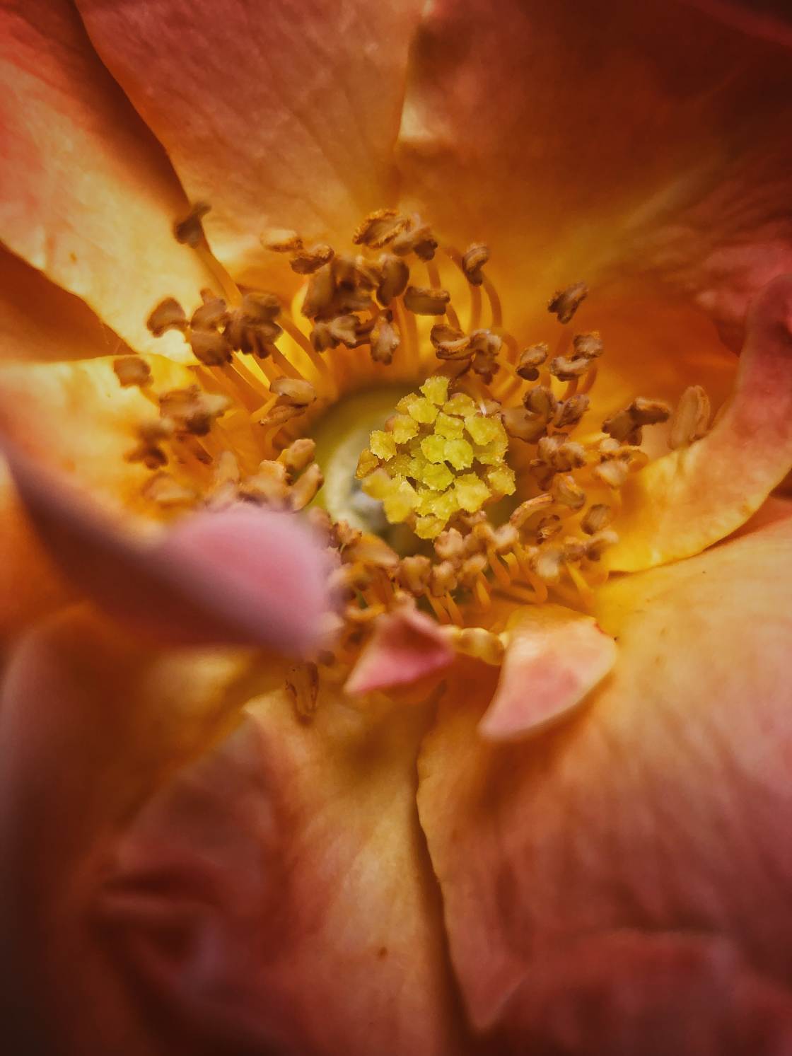 flower macro photography no script