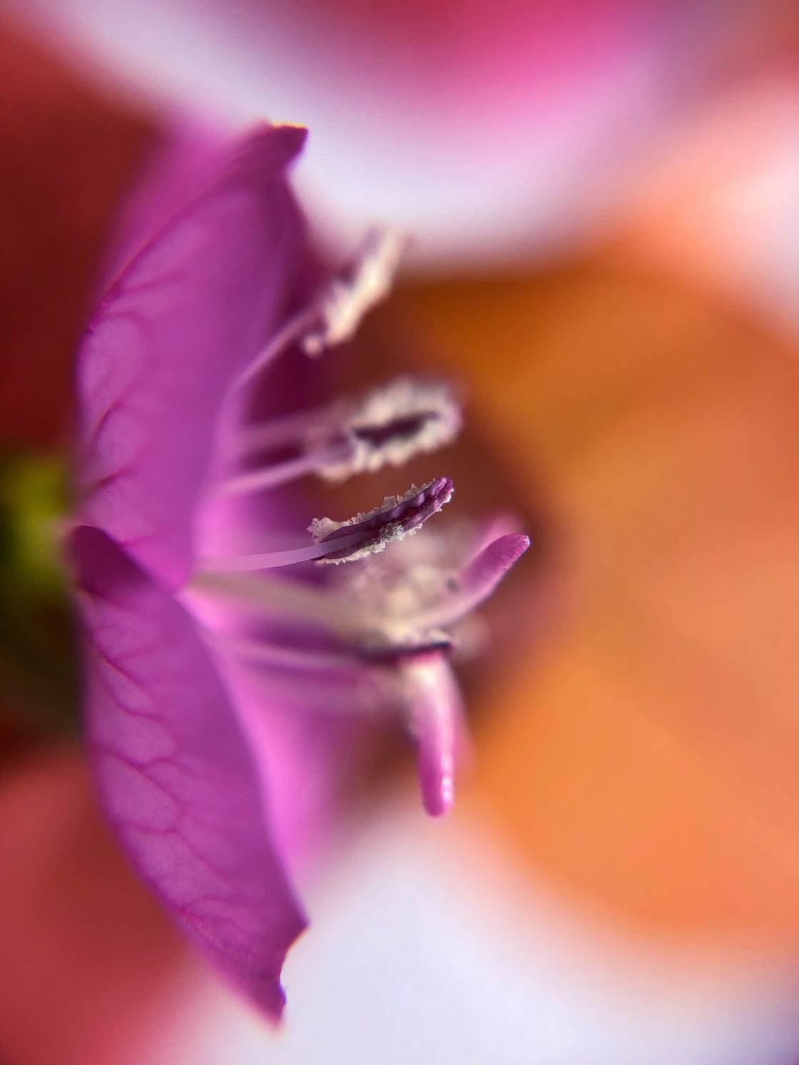 flower macro photography no script