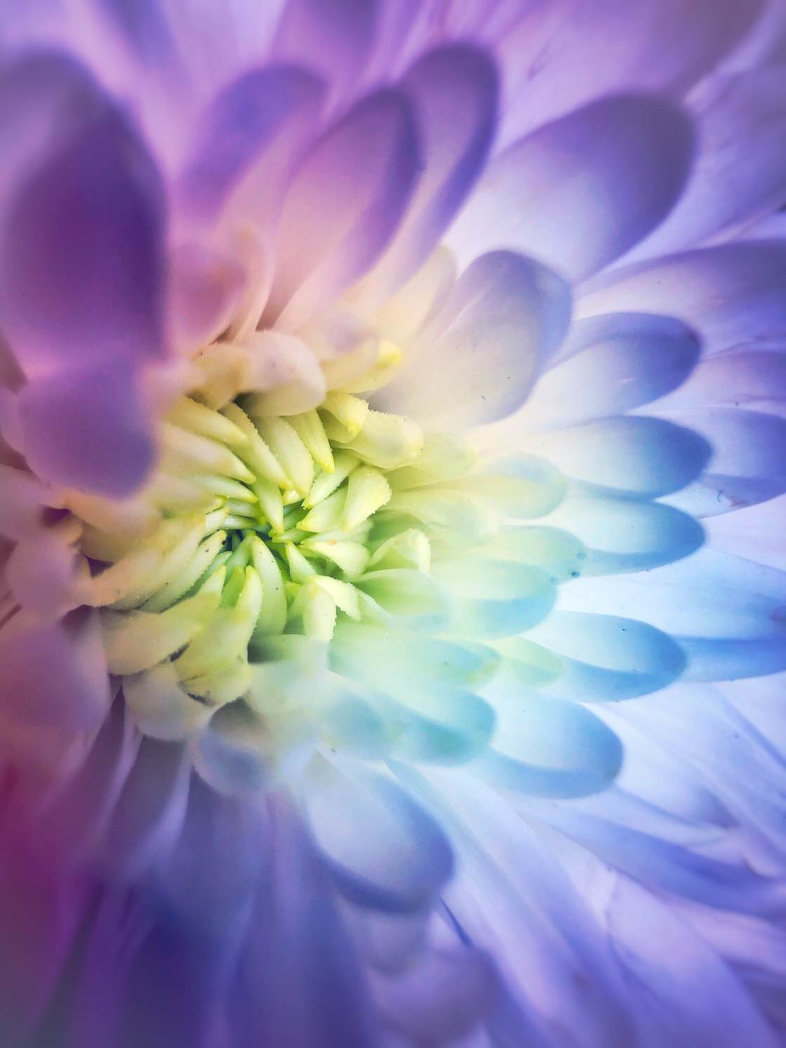 flower macro photography no script
