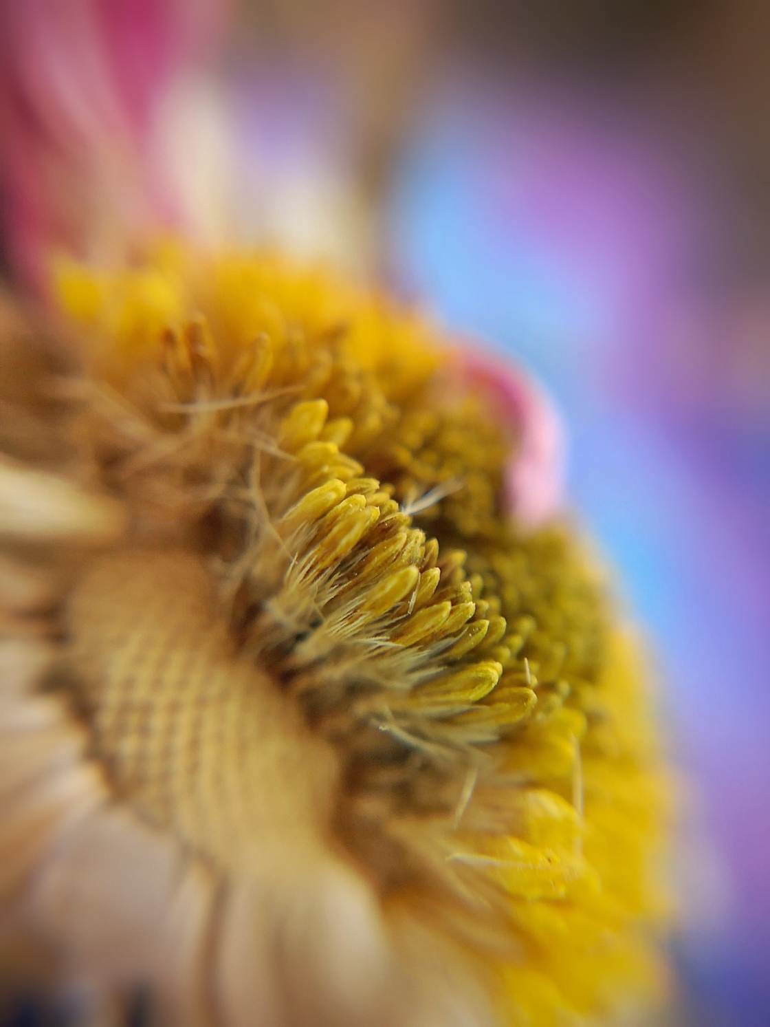 flower macro photography no script