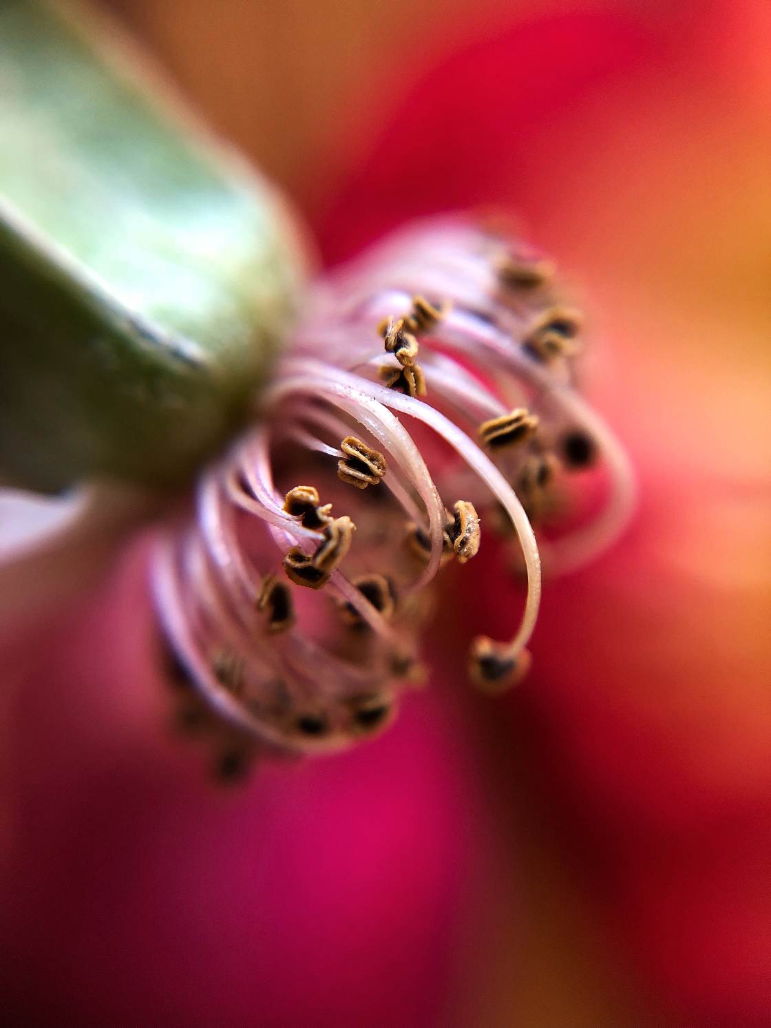 flower macro photography no script