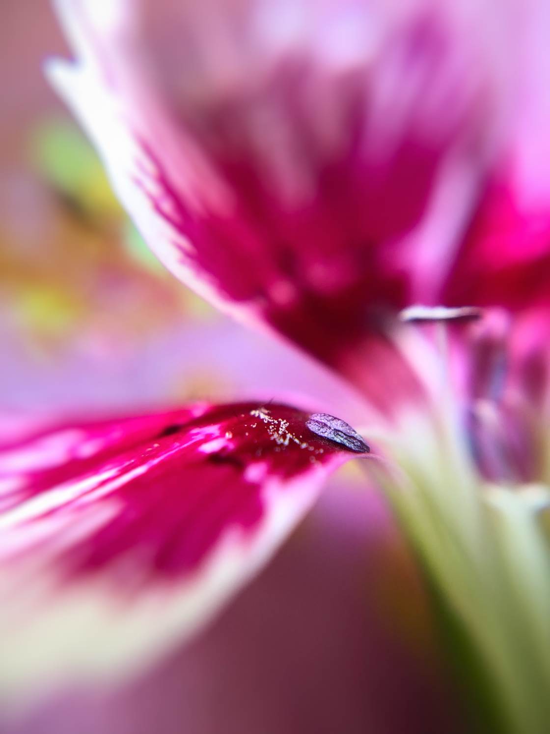 flower macro photography no script