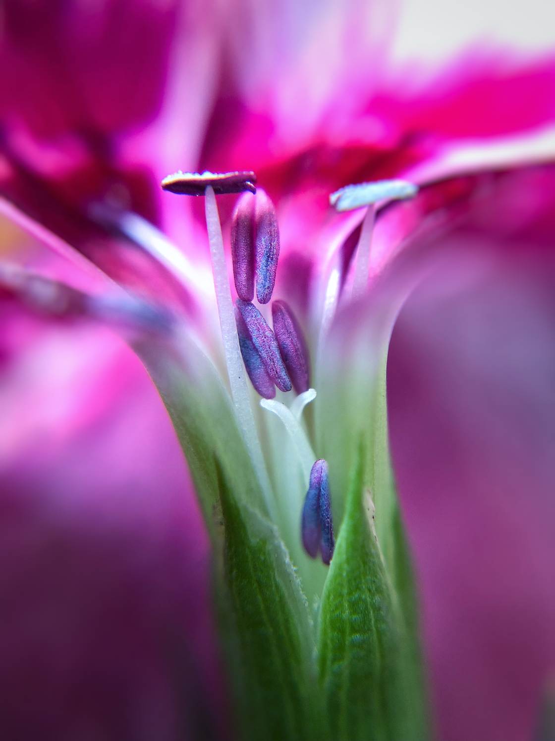flower macro photography no script
