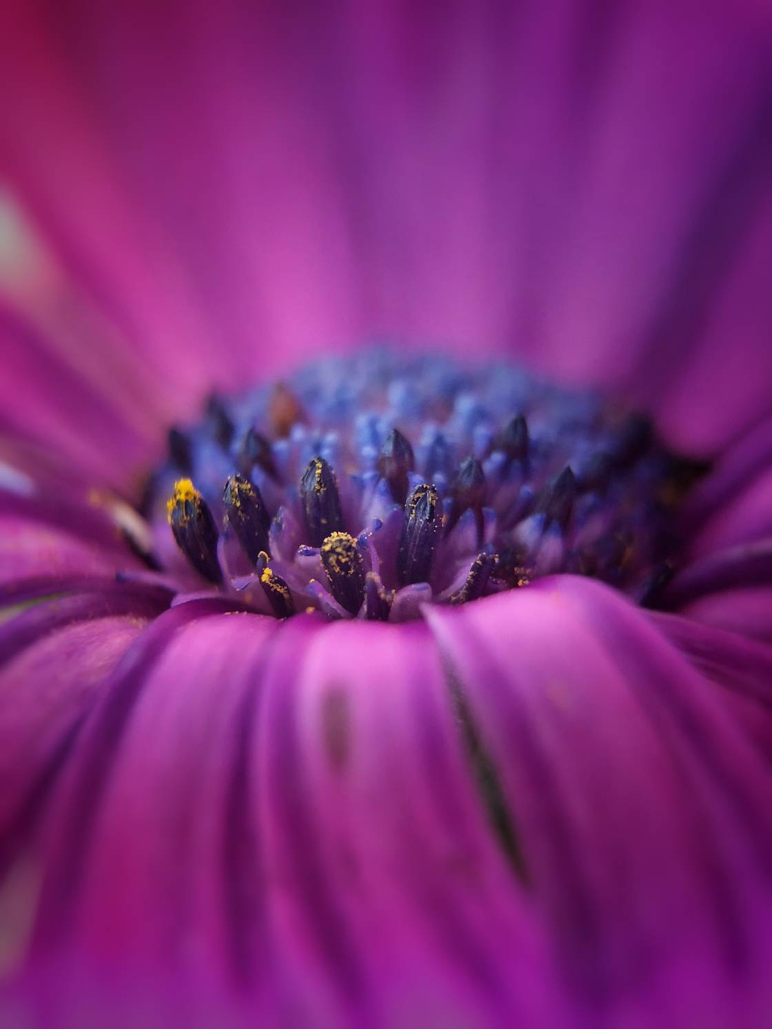 flower macro photography no script
