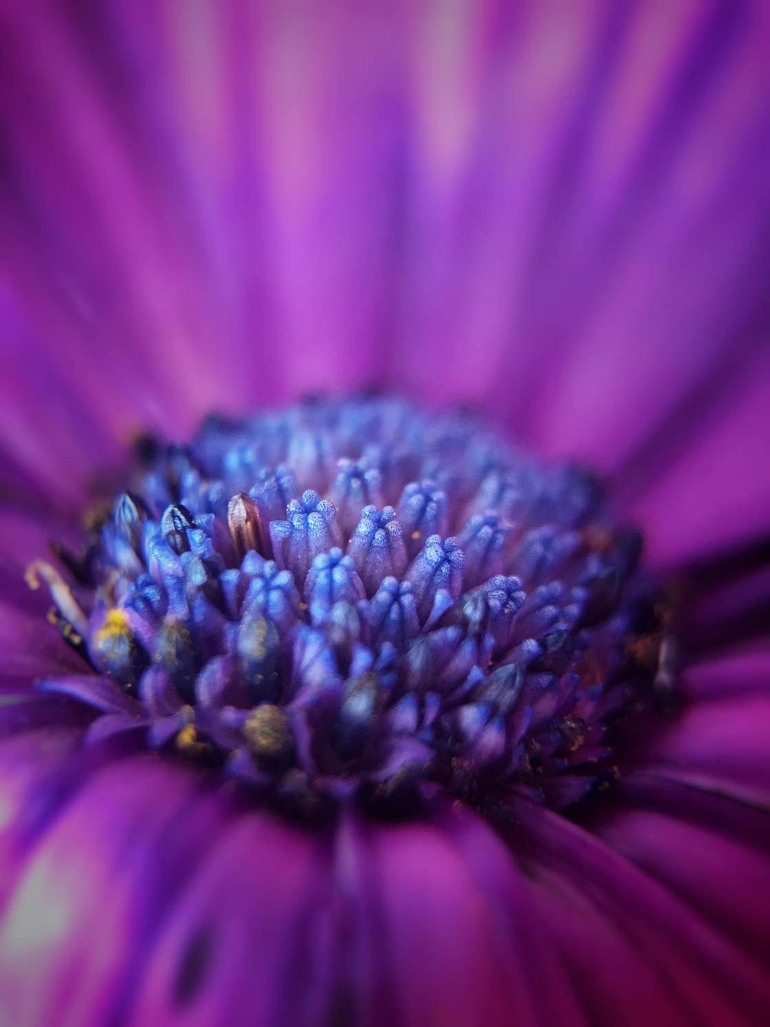 flower macro photography no script