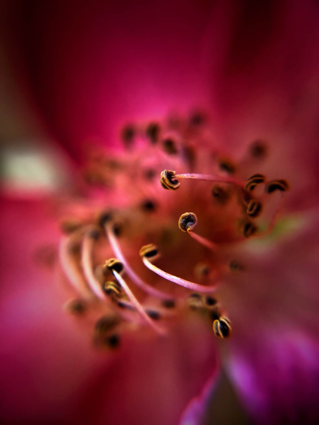 flower macro photography no script