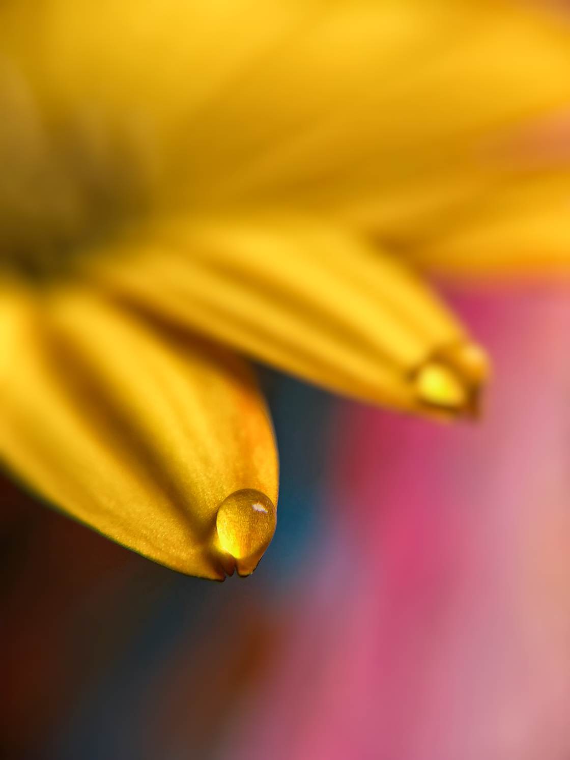flower macro photography no script