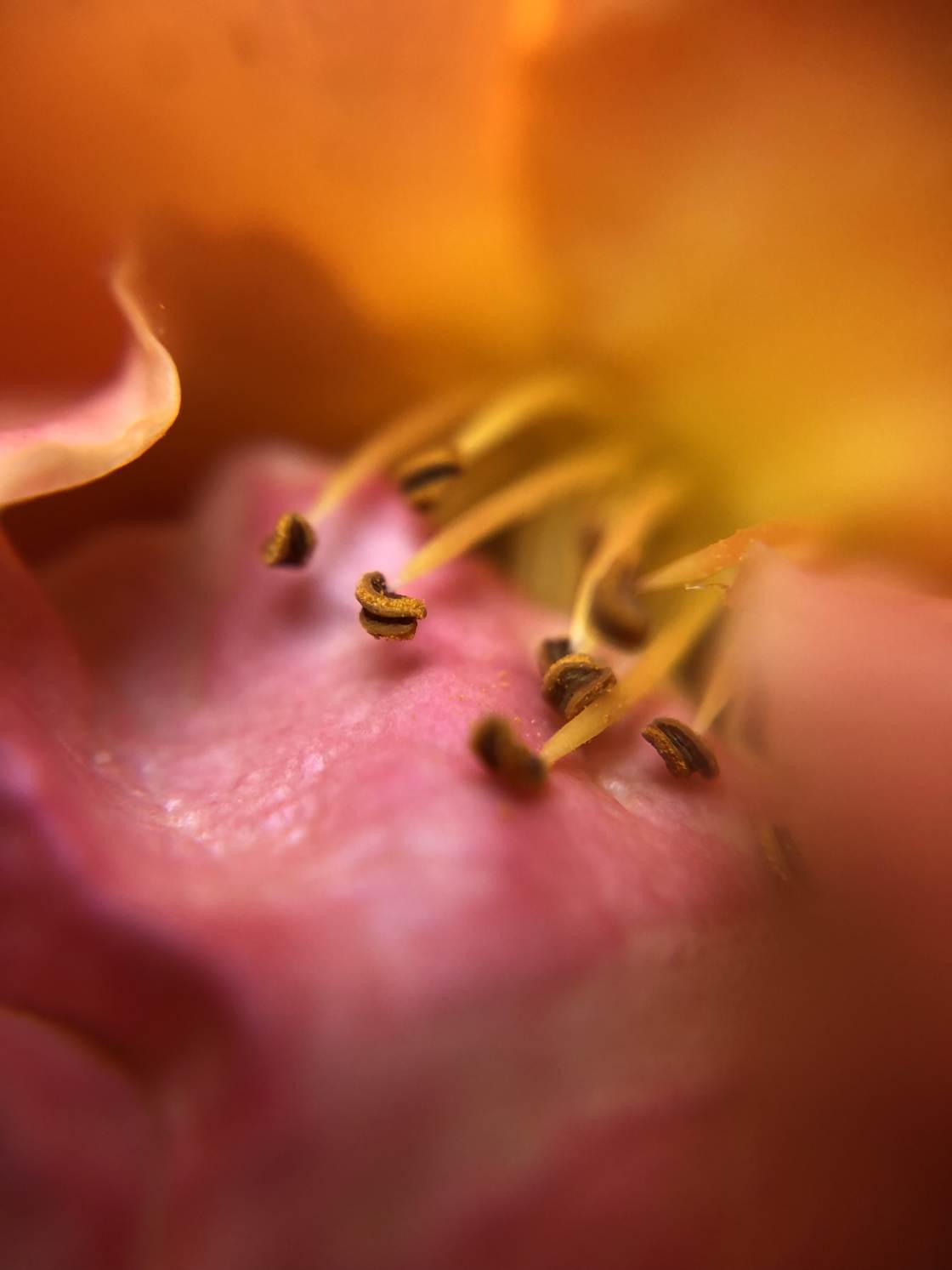 flower macro photography no script