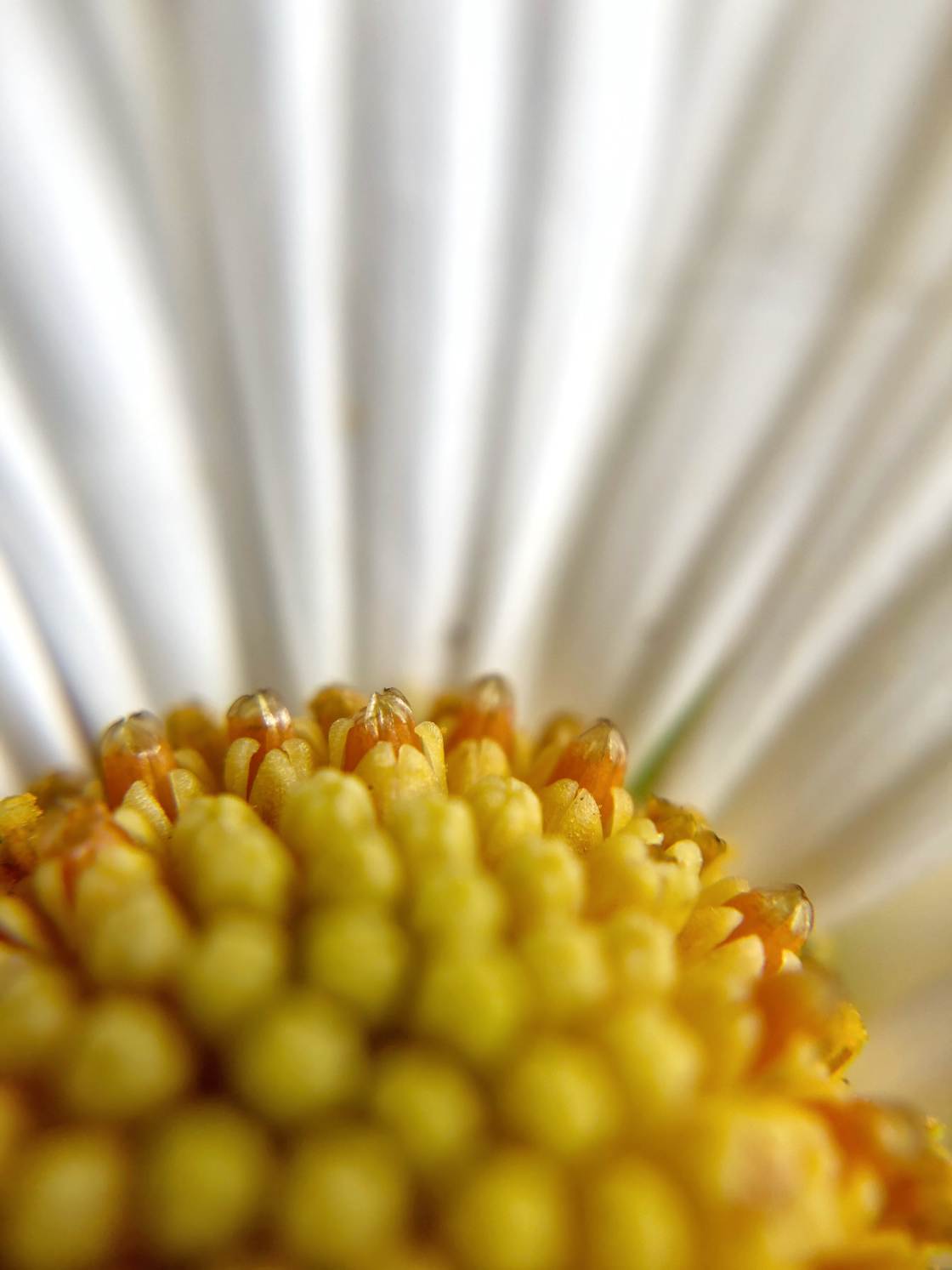 flower macro photography no script