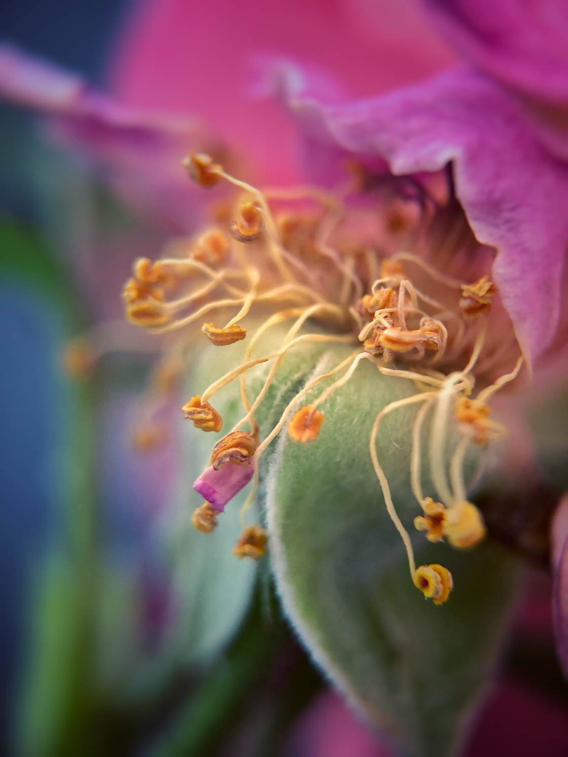 flower macro photography no script