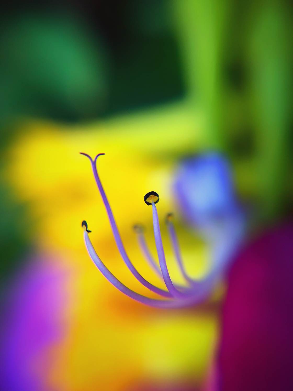 flower macro photography no script