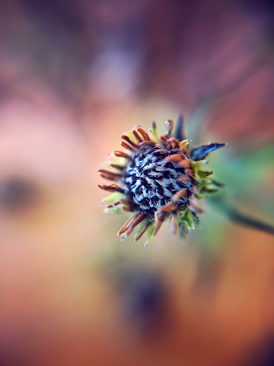flower macro photography no script