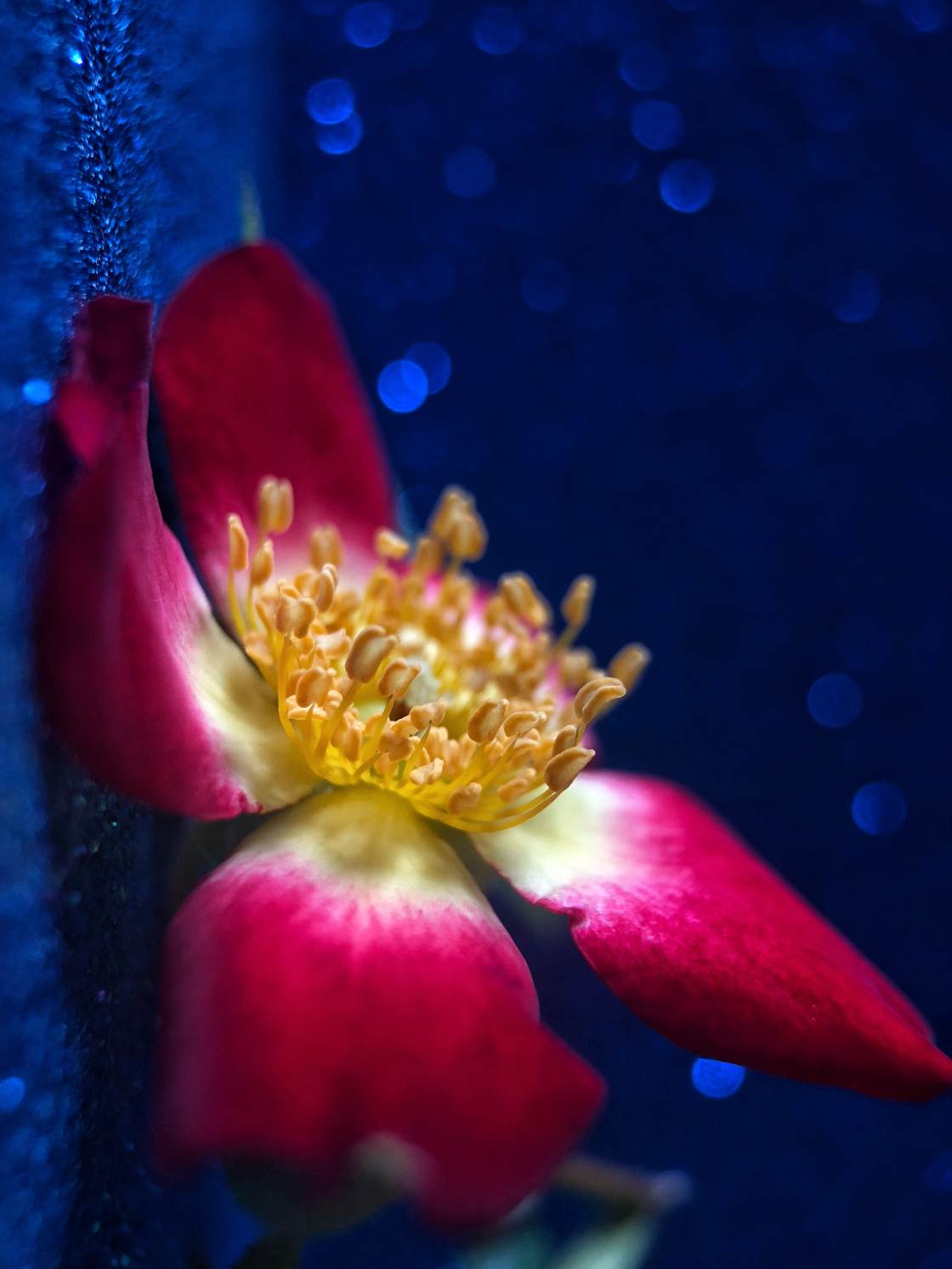flower macro photography no script