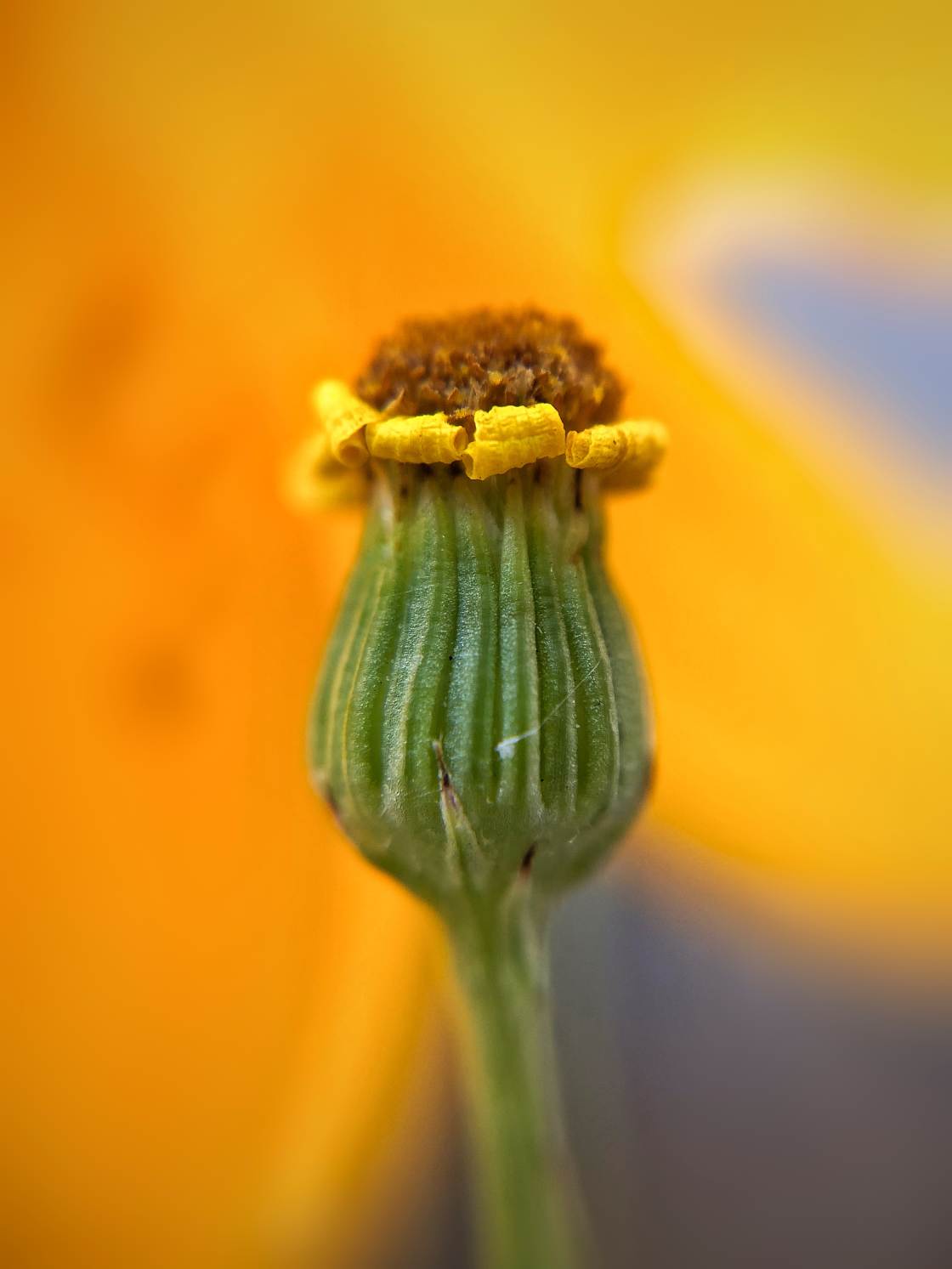 flower macro photography no script
