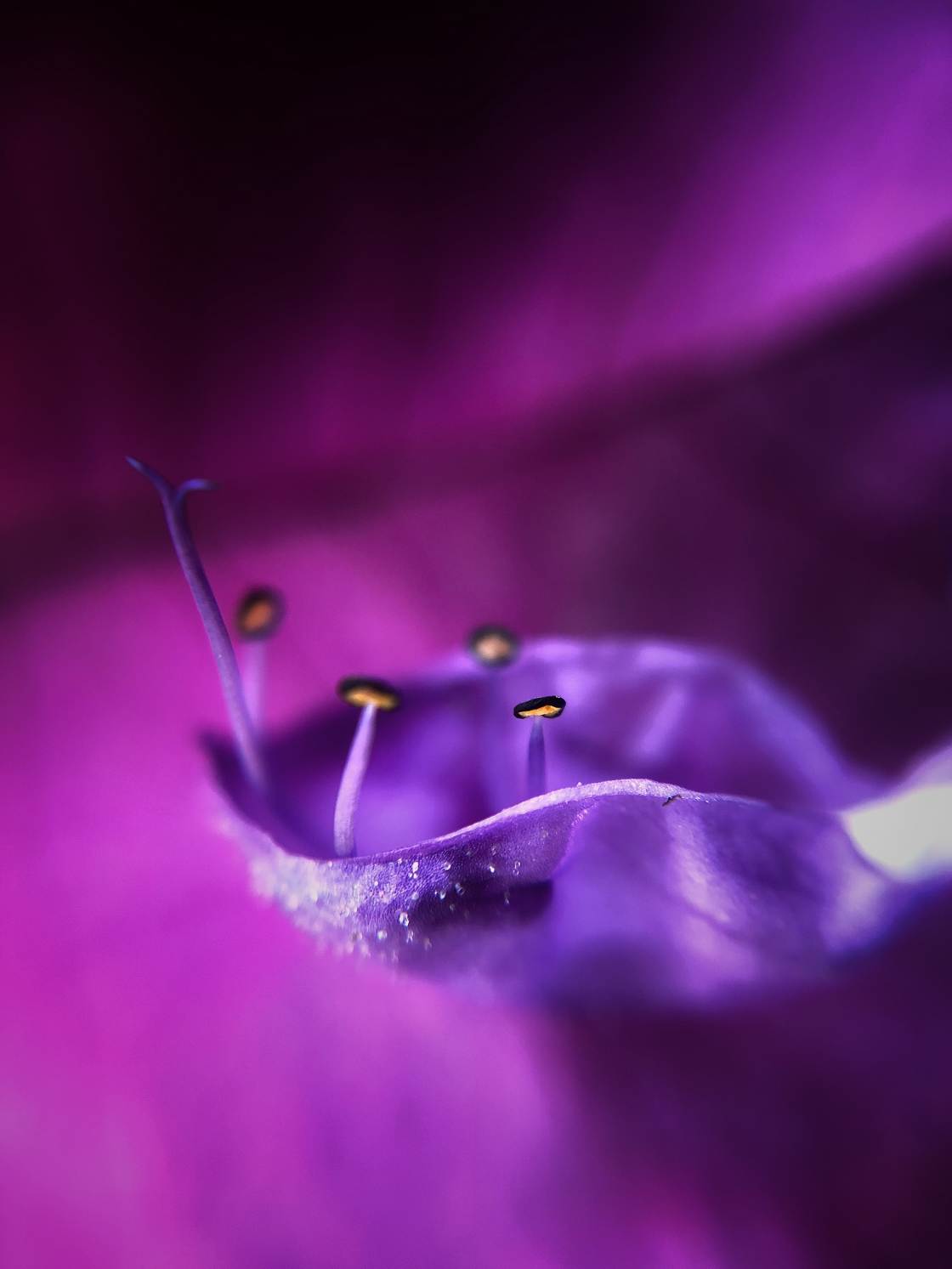 flower macro photography no script