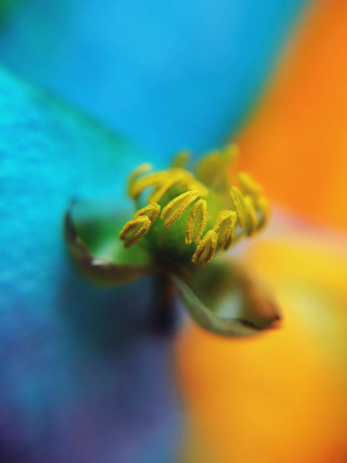 flower macro photography no script