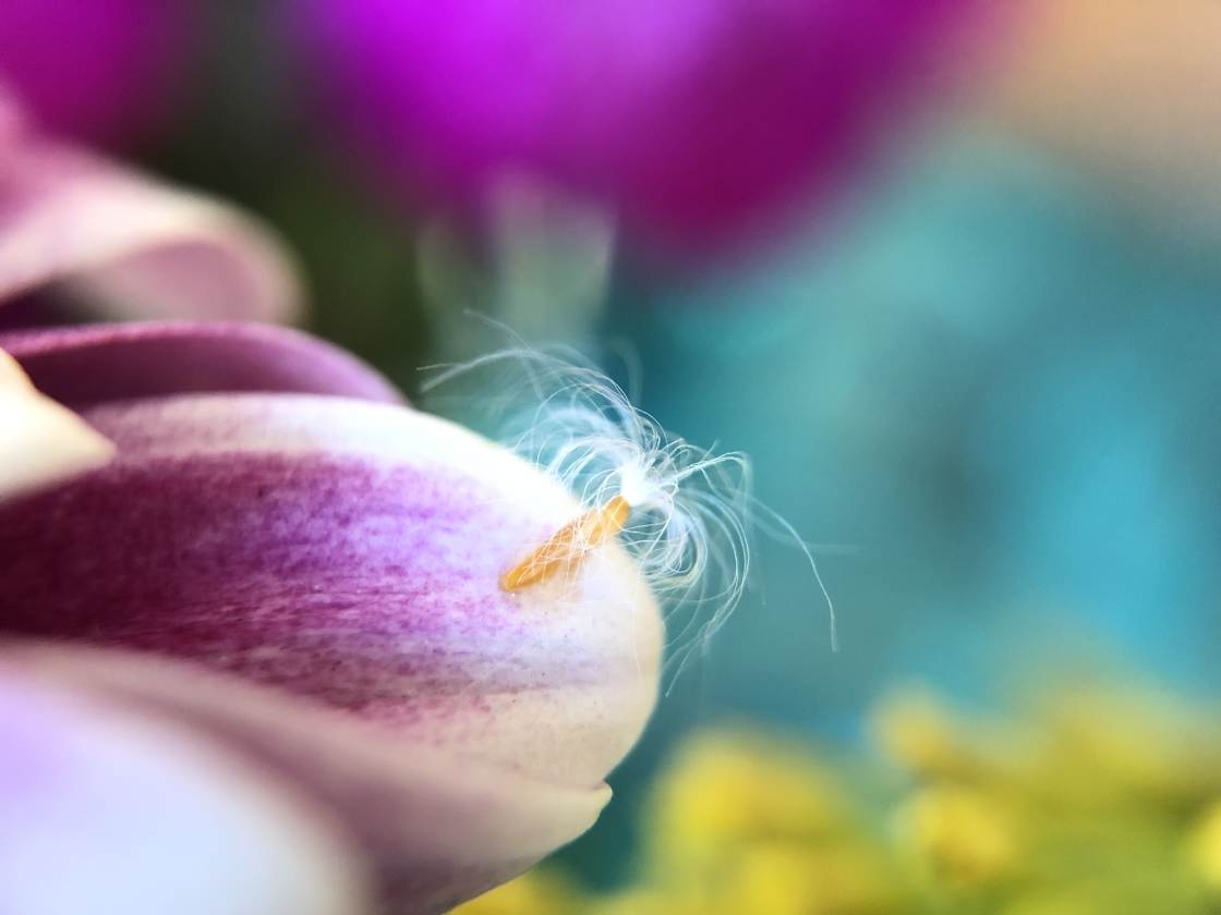 flower macro photography no script