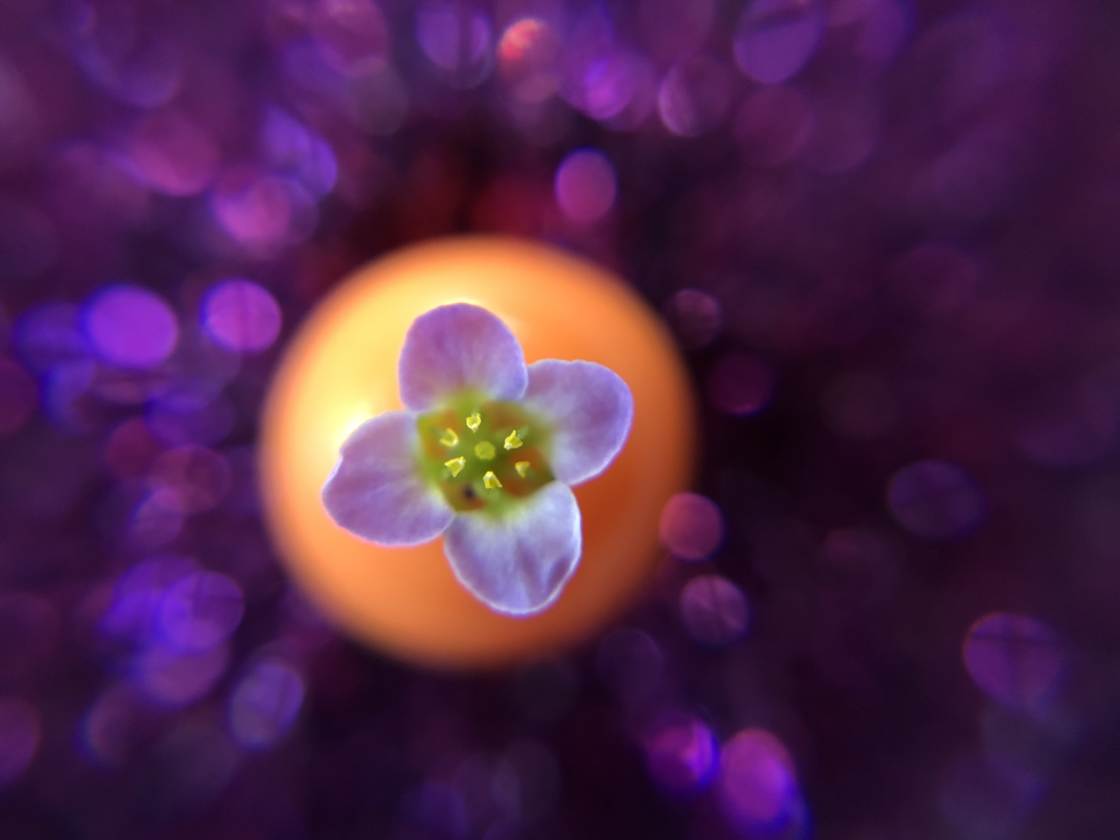 flower macro photography no script
