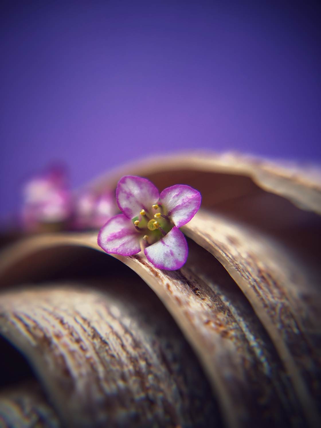 flower macro photography no script