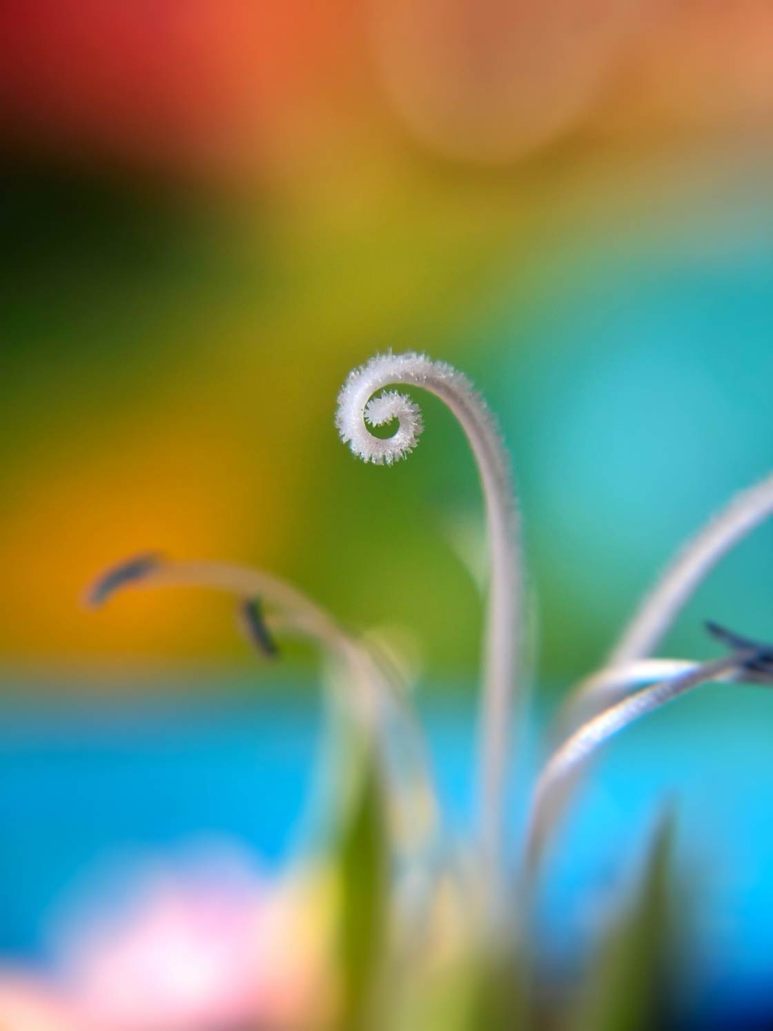 flower macro photography no script
