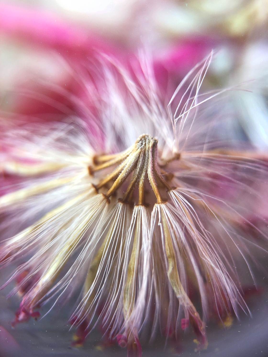 flower macro photography no script