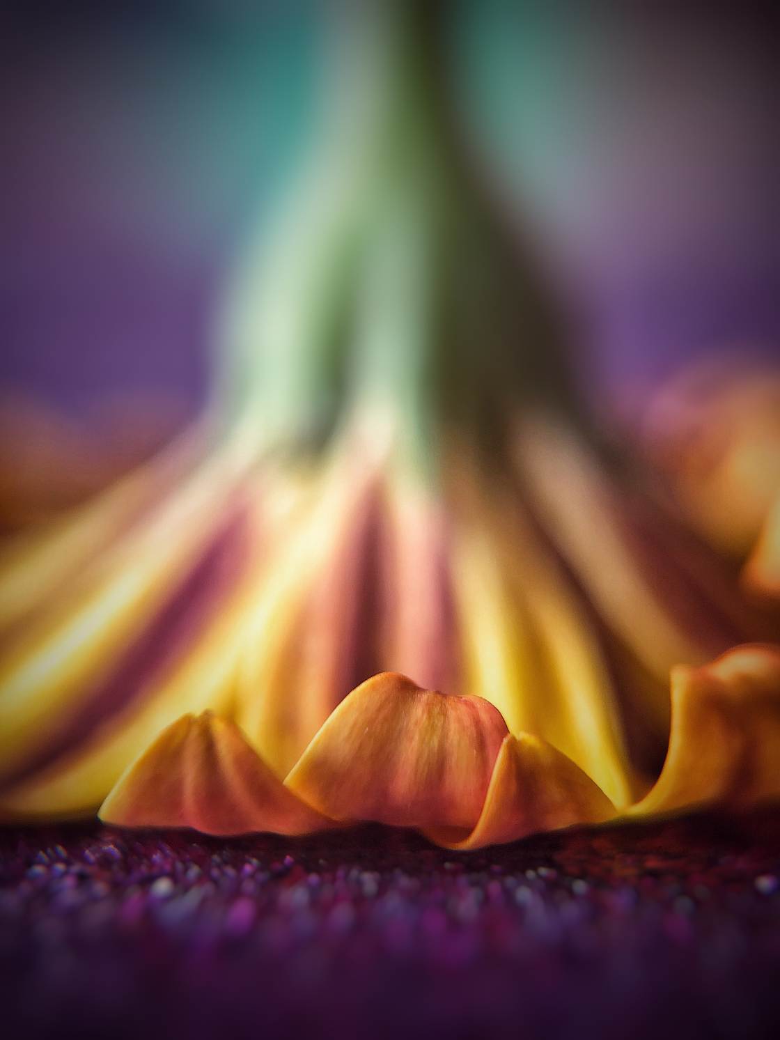 flower macro photography no script