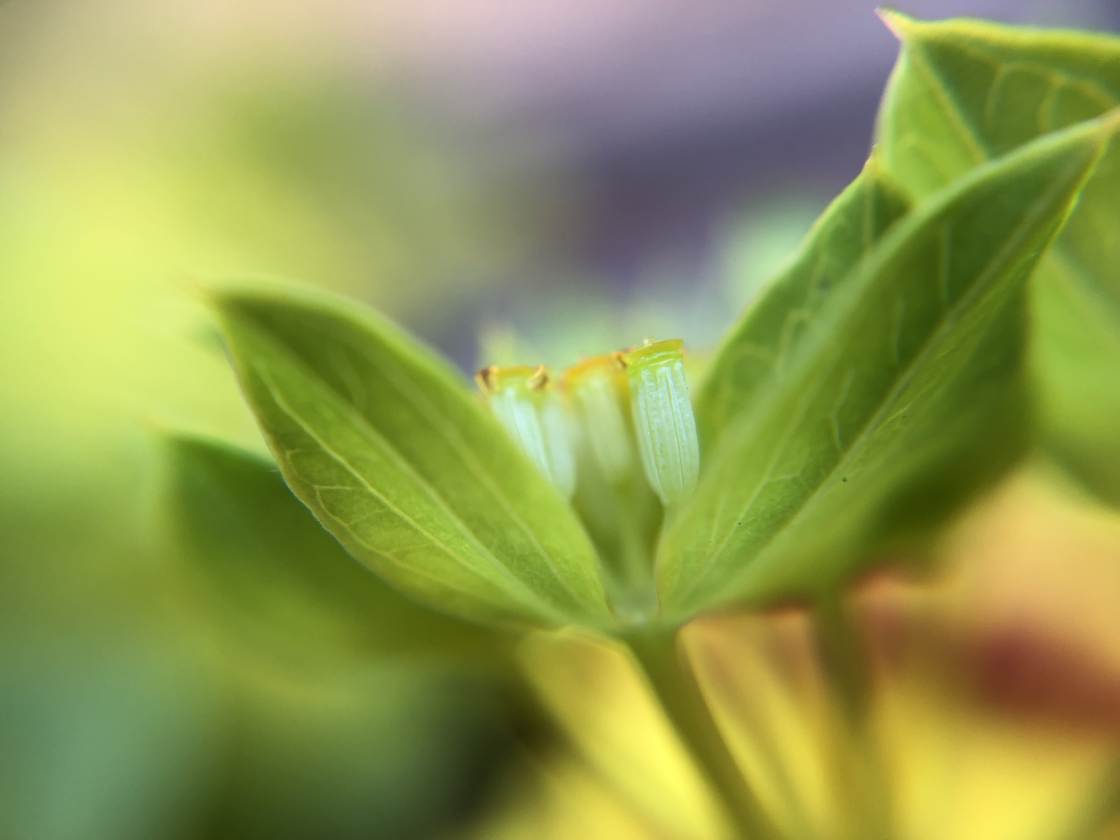 flower macro photography no script