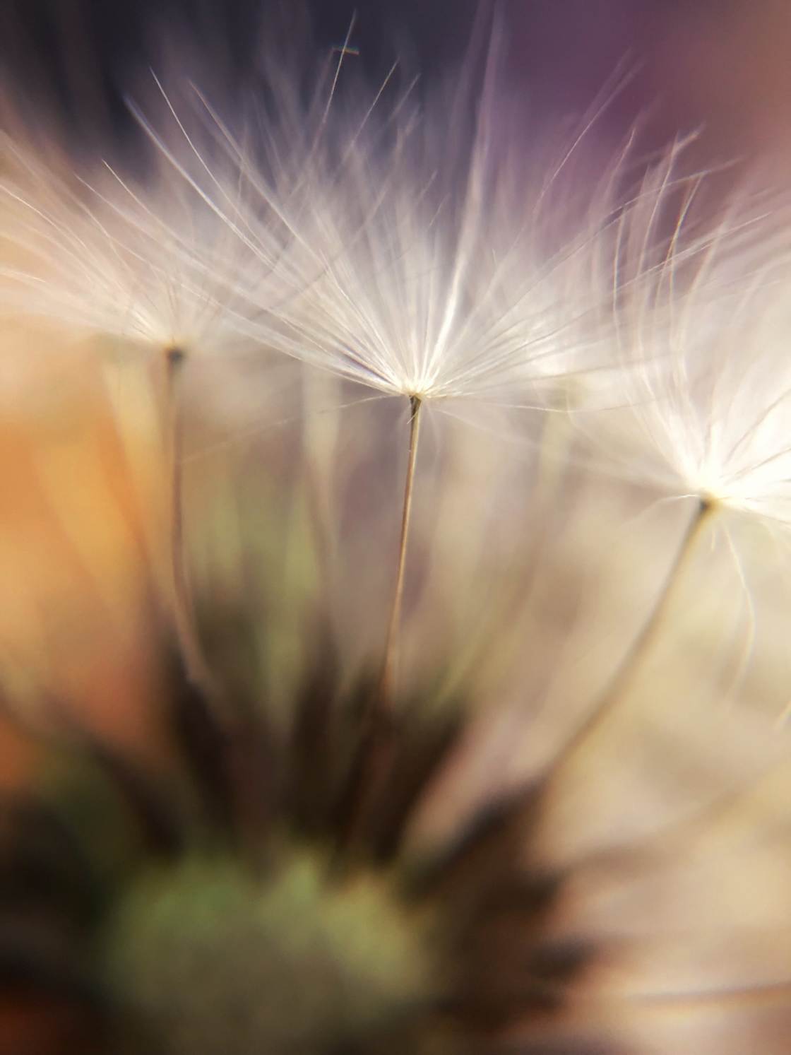 flower macro photography no script