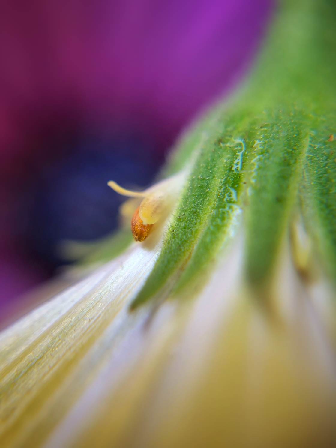 flower macro photography no script
