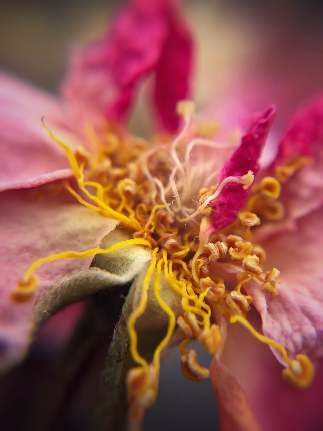 flower macro photography no script