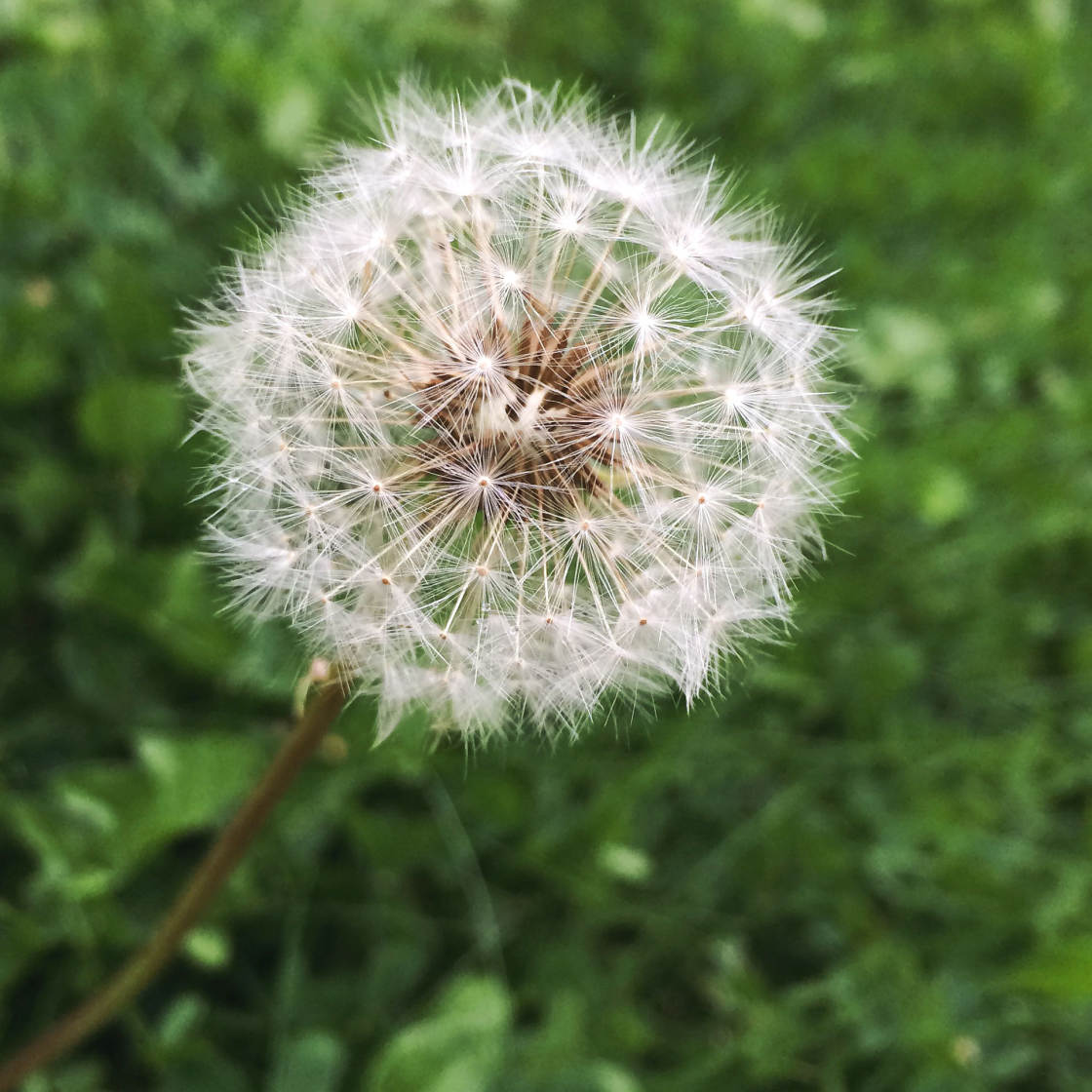 How To Blur Background On iPhone no script