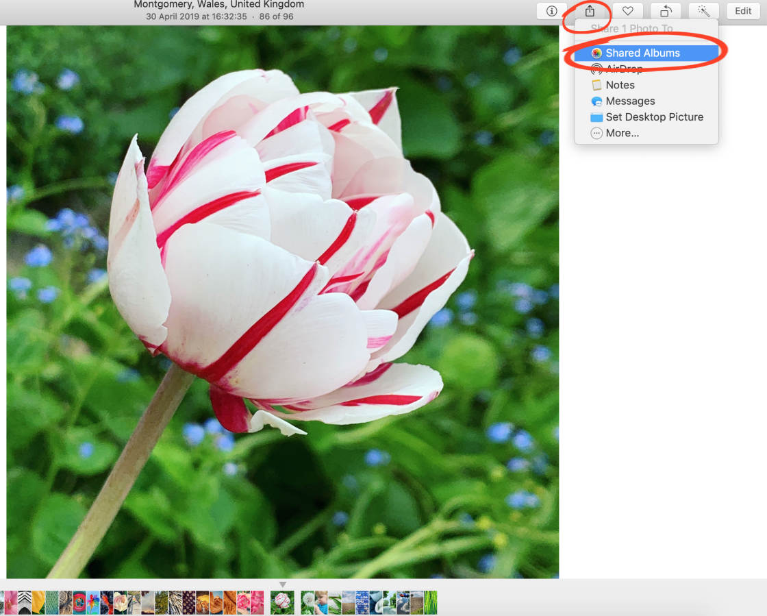 iCloud Photo Sharing no script