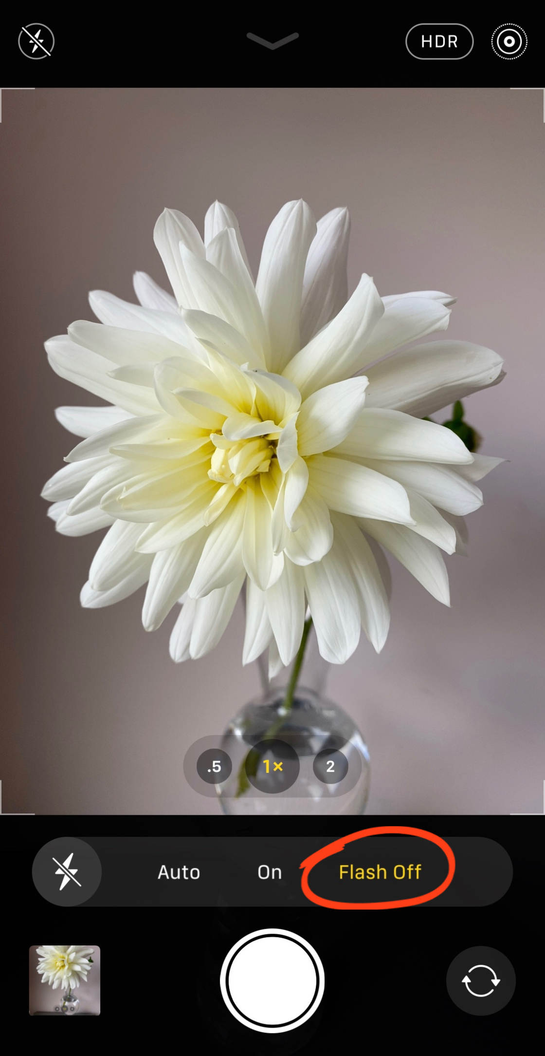 iPhone 11 Camera no script