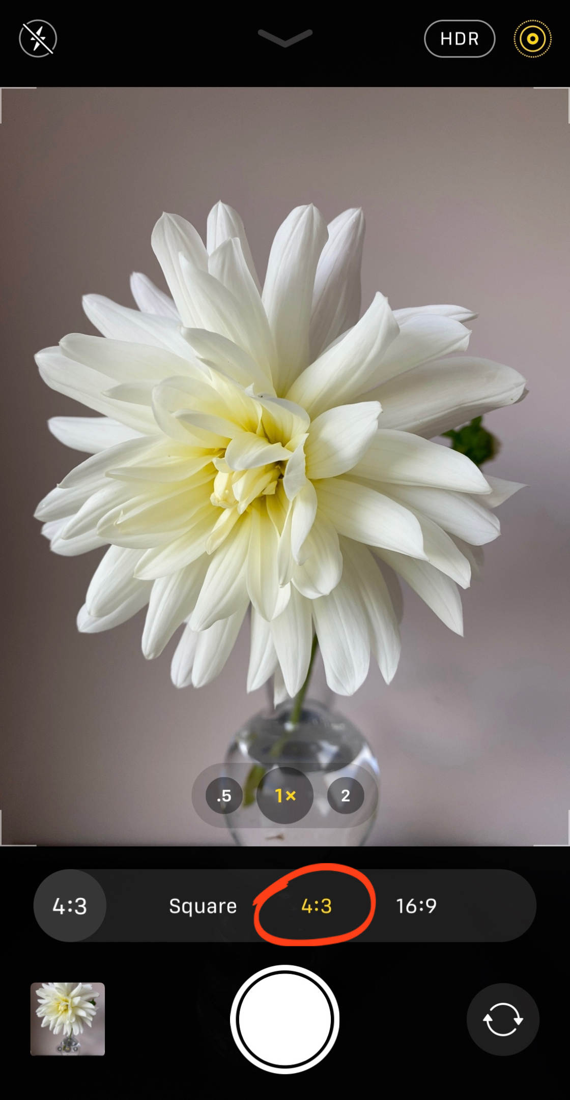 iPhone 11 Camera no script