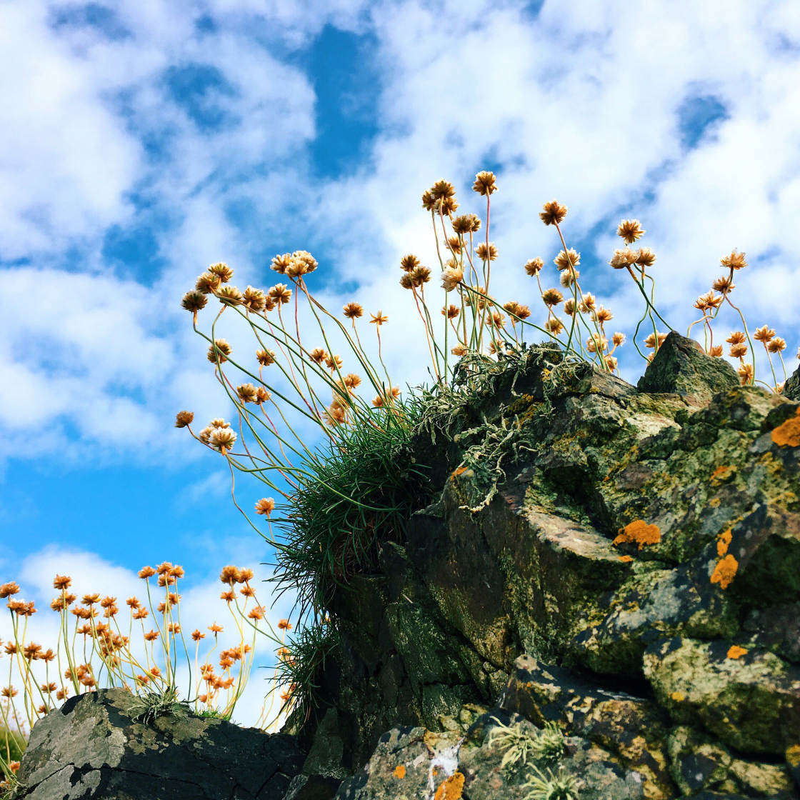 mobile photography tips no script