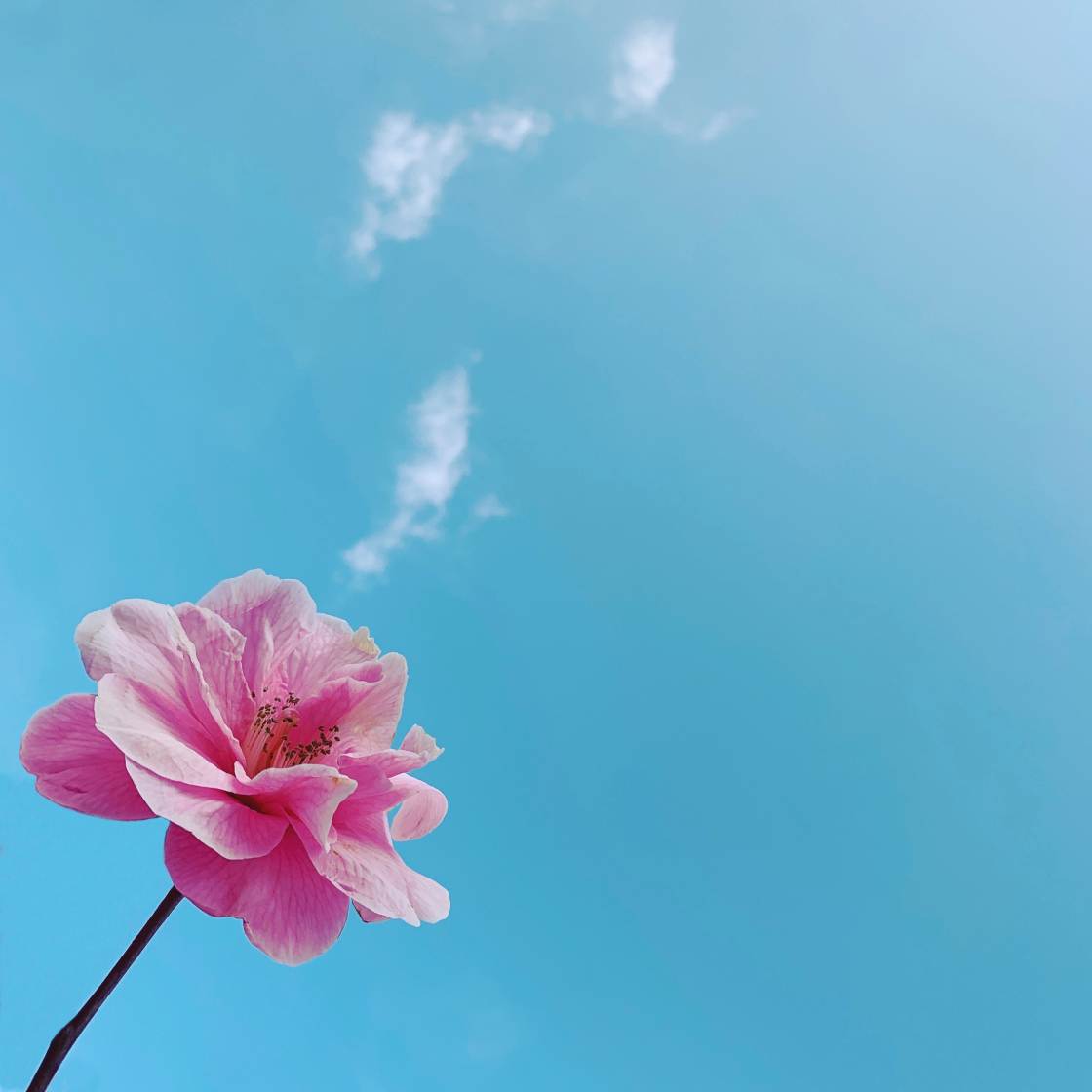 Mobile Photography Tips no script