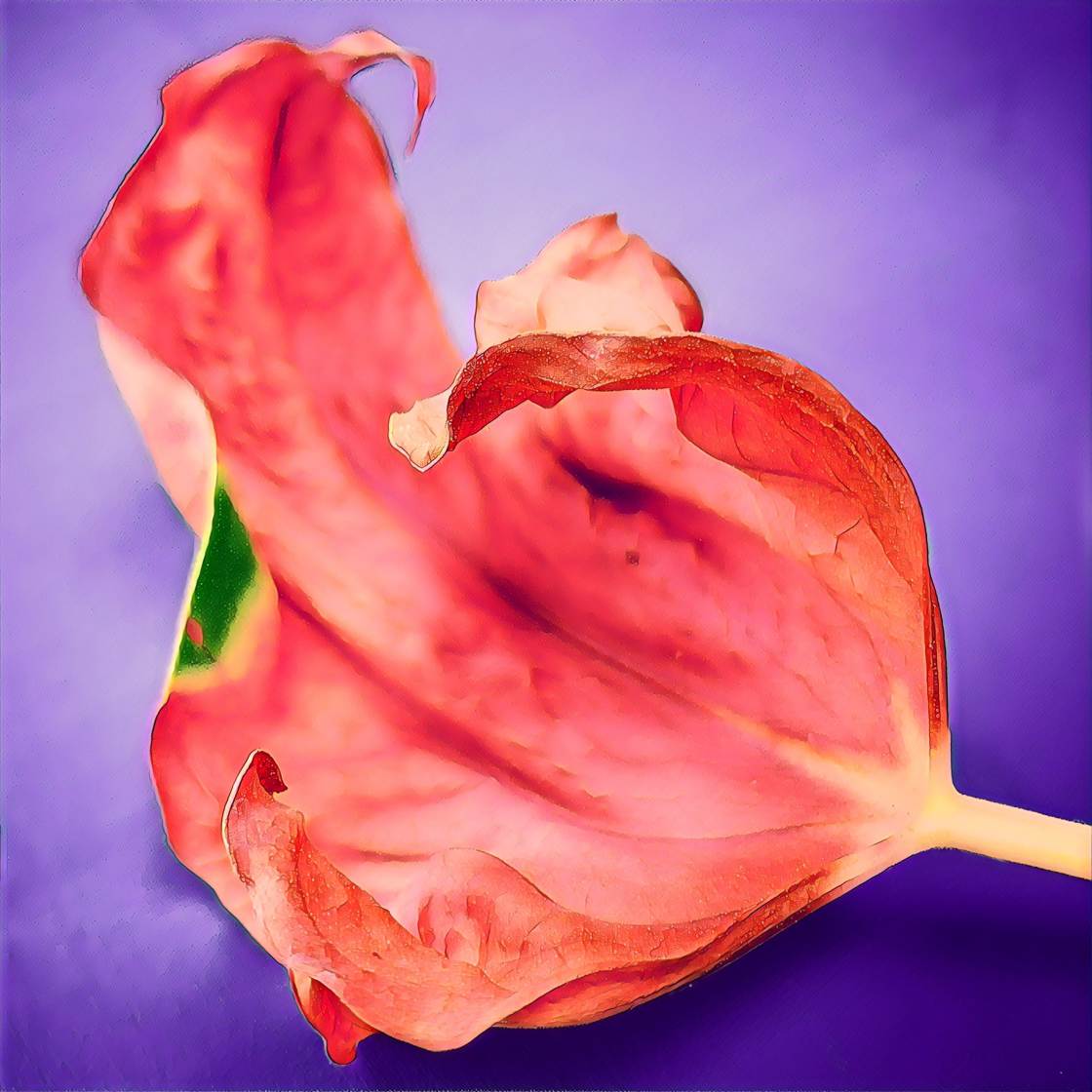 prisma app no script