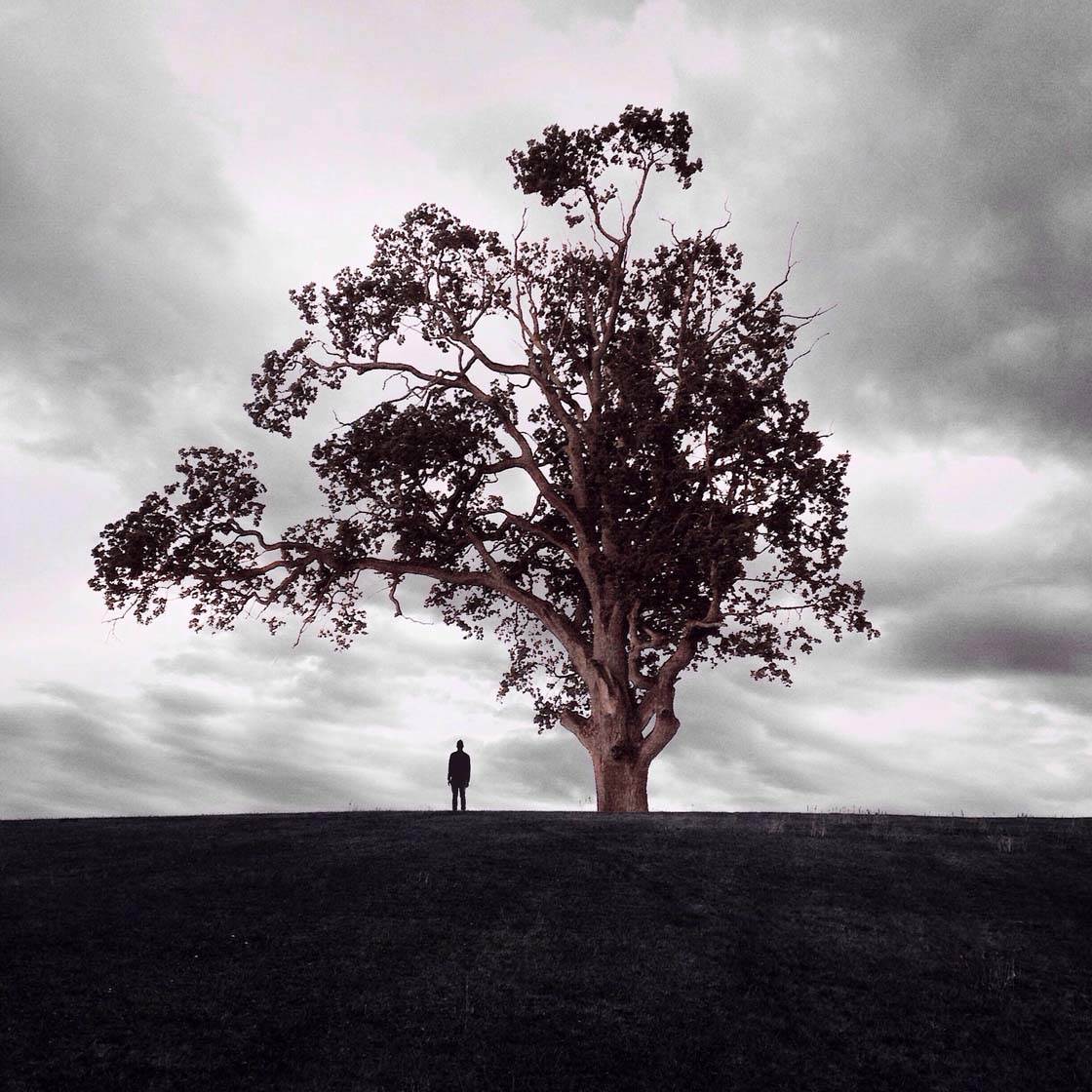 Trees iPhone Photos 38 no script